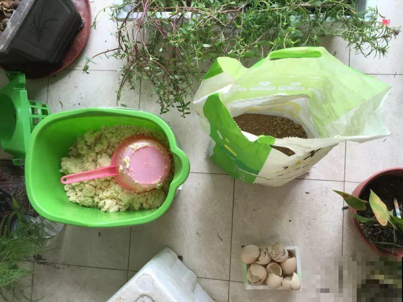 2滴废油倒盆里，花呼呼全开了，半年不用施肥！
