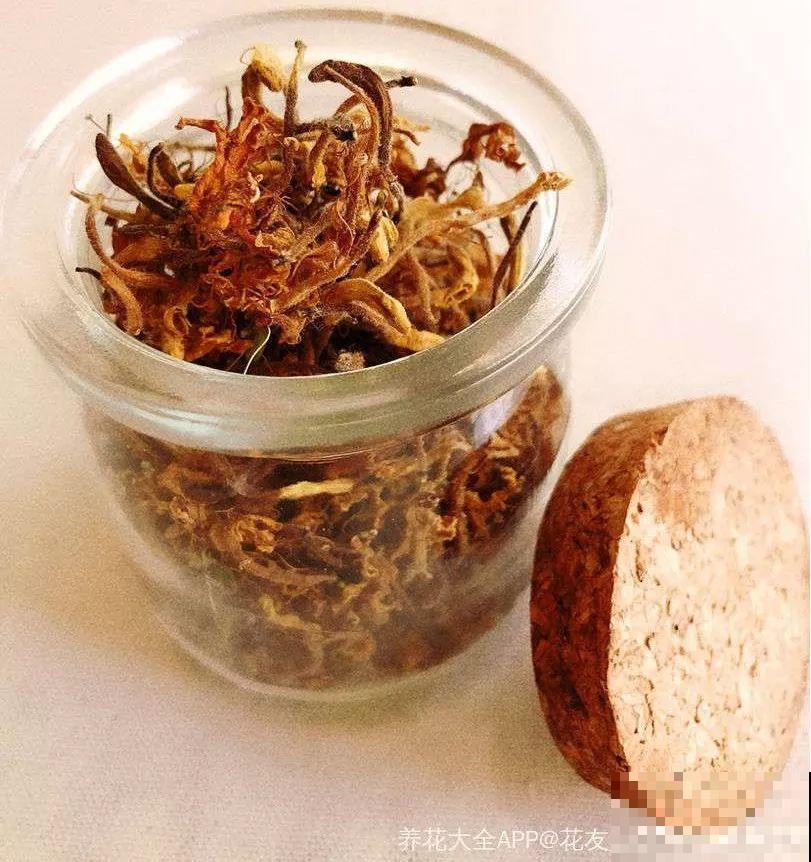 这花好看还好养，揪片花瓣泡茶喝，清热去火解暑气！