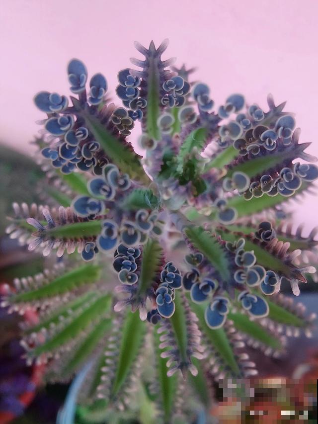 植物不死鸟是怎么落地生根