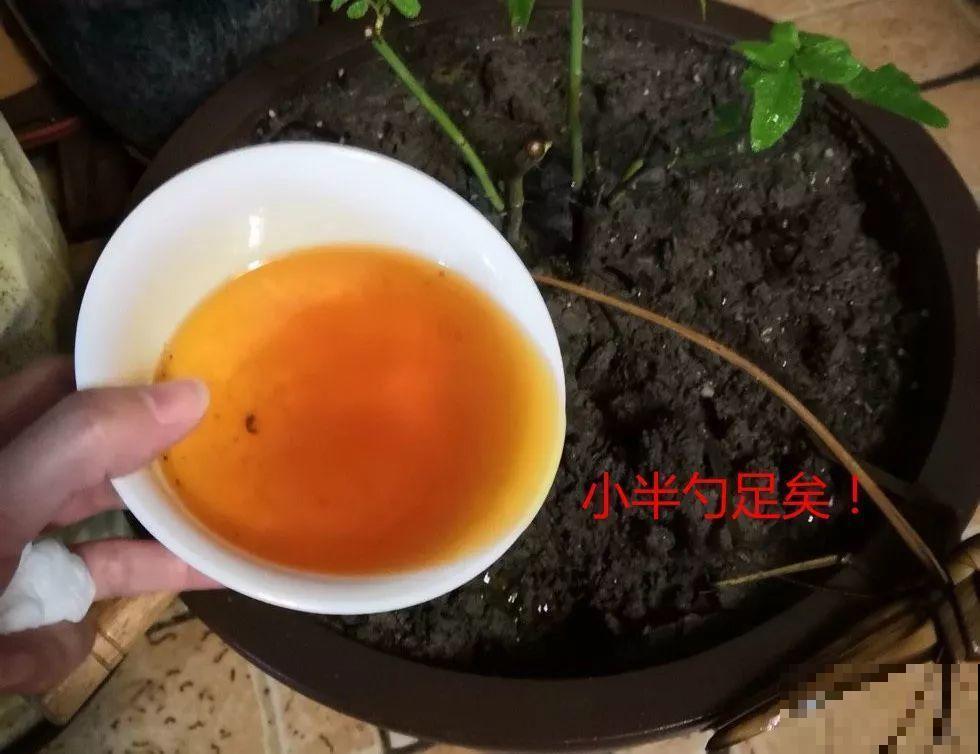 2滴废油倒盆里，花呼呼全开了，半年不用施肥！