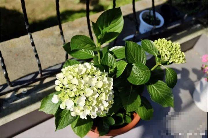 这20种花，一开就是上百天，阳台一年四季有花赏！