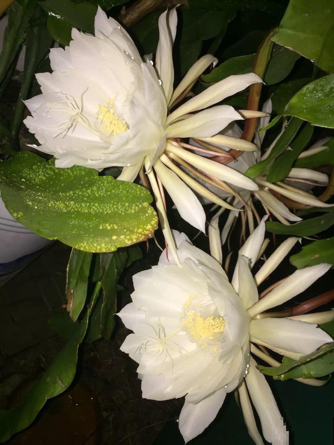 大姨家的花专挑晚上开，一次十几朵，香味一点不输茉莉！