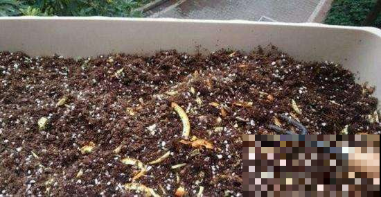 夏天吃剩的水果皮，拿来养花一级棒，叶子油亮又精神！