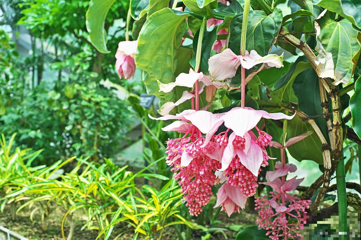 宝莲灯花怎么养？