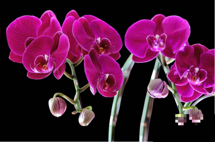这4种喜湿花，最适合养在卫生间里，叶子越发油绿茂盛！