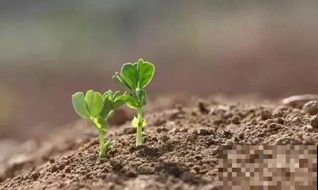 吃不完的花生别急着扔，随手扔盆里，长出茂盛森林！