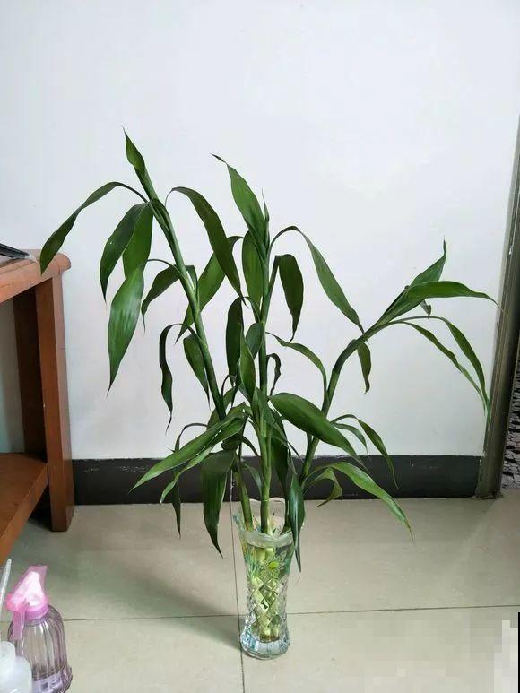 水培富贵竹加啥好？现场对比实验，太真实了！