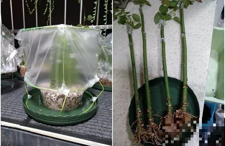 教你3种嫁接术，自己在家也能种出月季树，还能开多色！