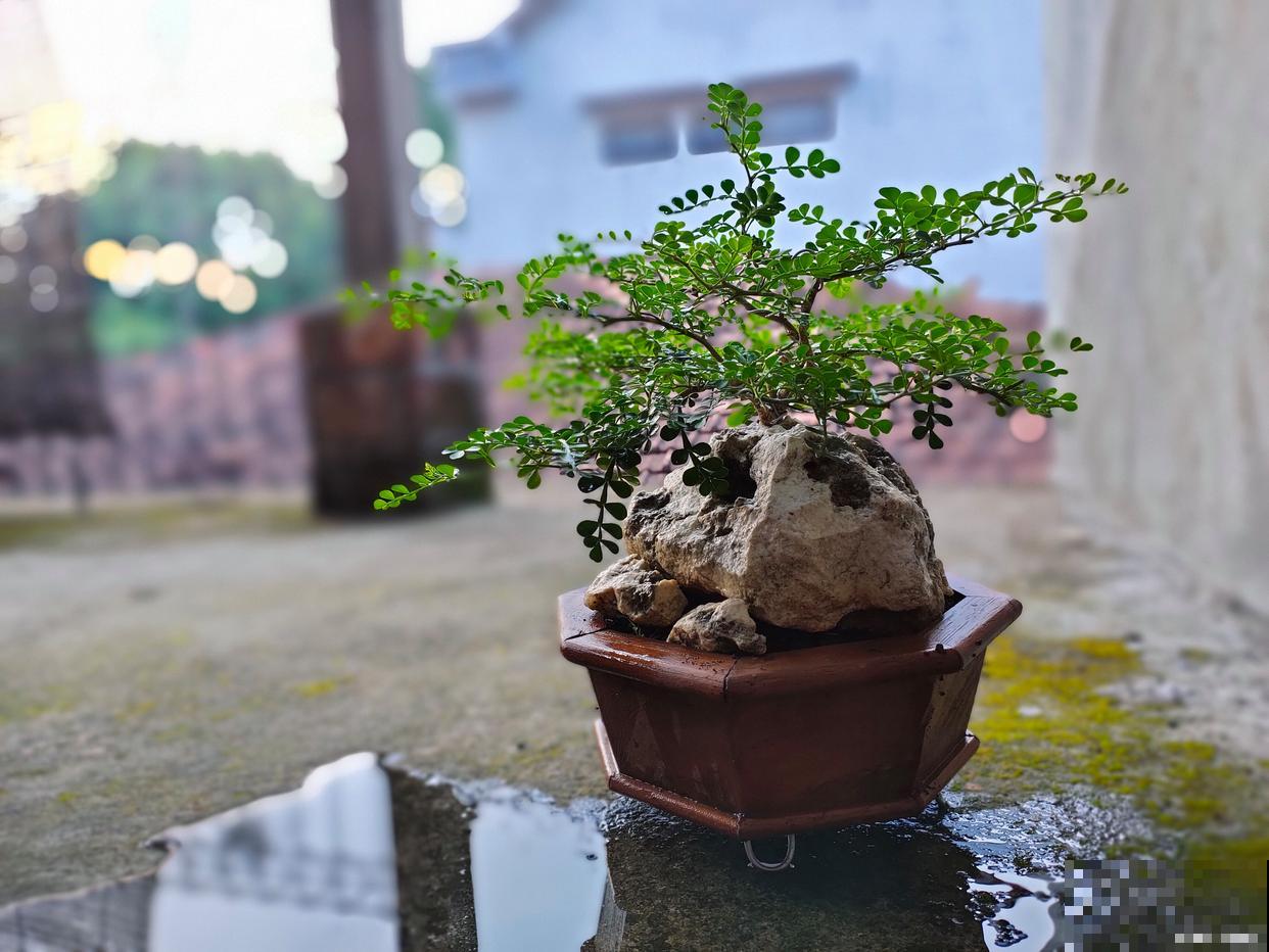 丁香盆景怎么种植方法