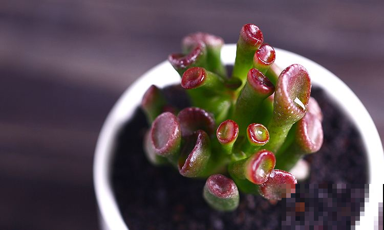 光知道养玉树，却连品种都认不全，这种卷筒叶玉树好多人不认识！