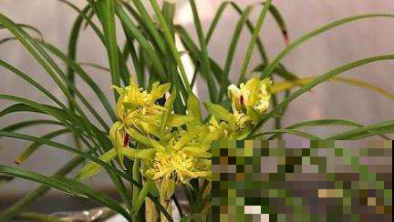 一盆兰花相伴20载，居然长成了这样子，简直太强了！