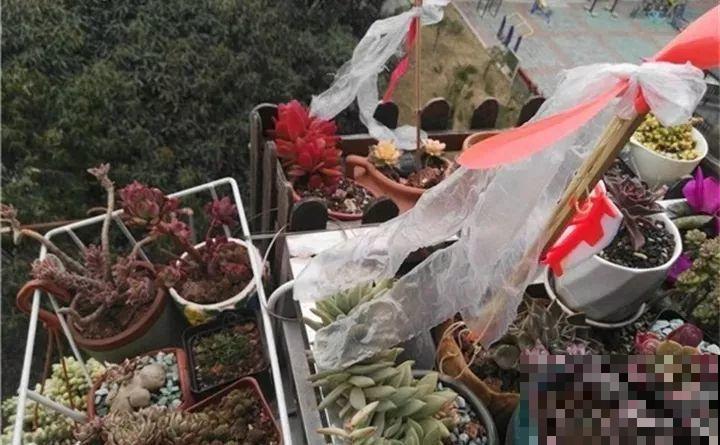 多肉的这8个“天敌”，再不躲着点，小心最后连盆都不保！