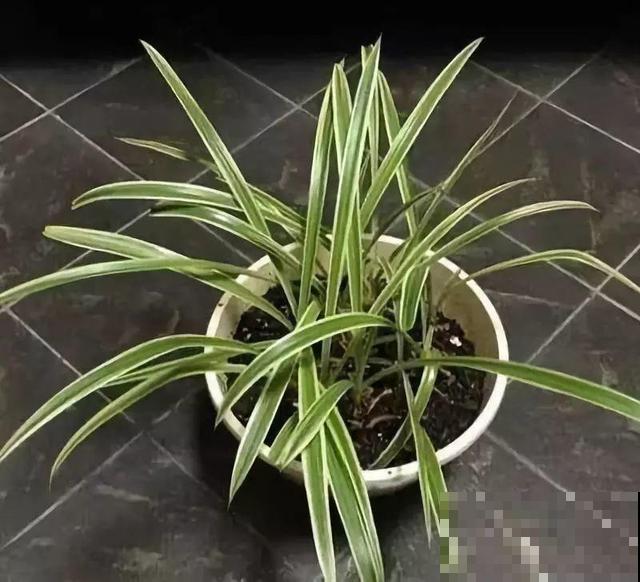 这4种花，想要度夏就得剪，新枝猛蹿，呼呼长成小瀑布！