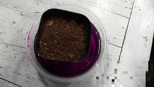 角落的旧土千万别养花，土里这个看不见的坏东西，能要了花的命！