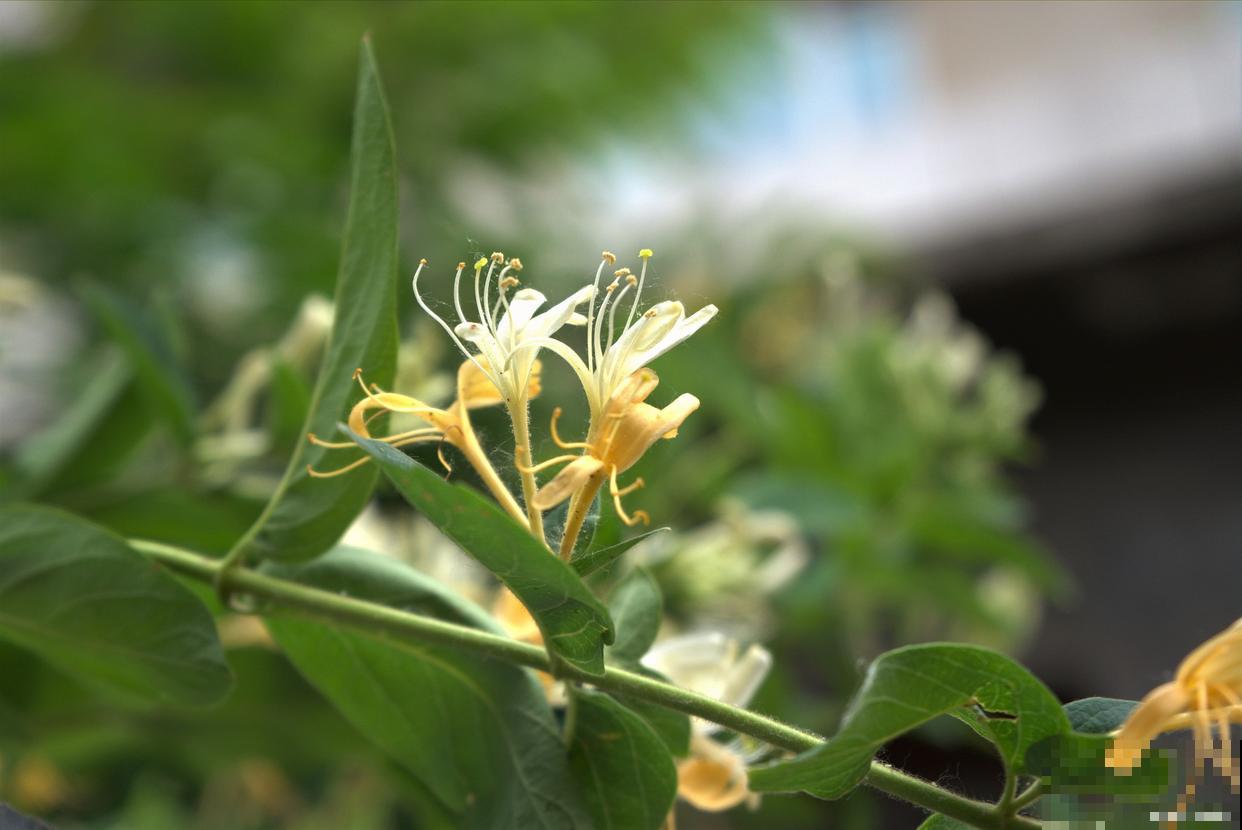 有藤的花有哪些？