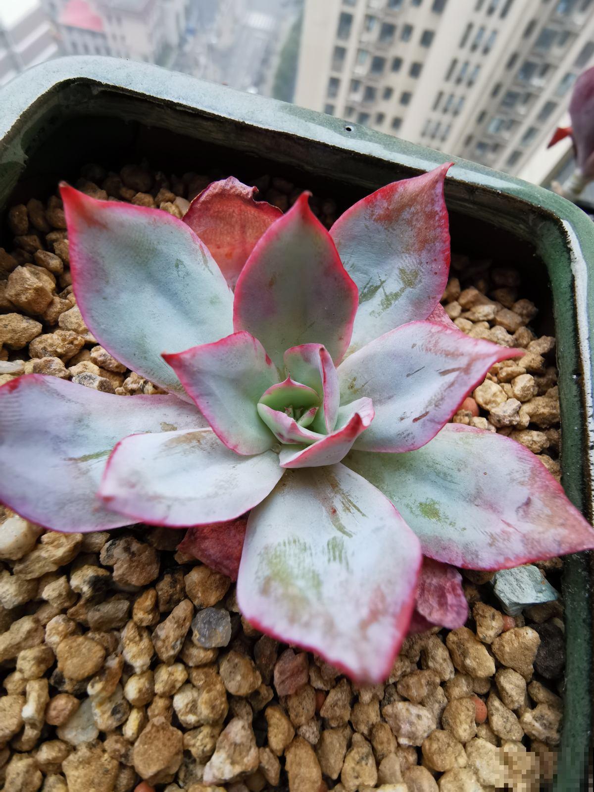 这3种植物堪称多肉届的颜值担当，家里养一盆，赏心悦目