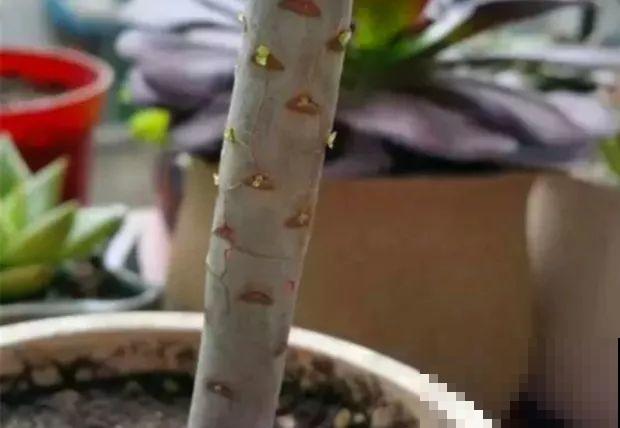 养多肉别用这种土，小心3天叶子掉光，7天只剩空盆！