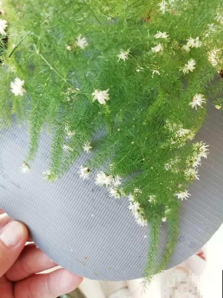 养了这么多年的花第一次开，满屋子都是香味，好运气都来了！