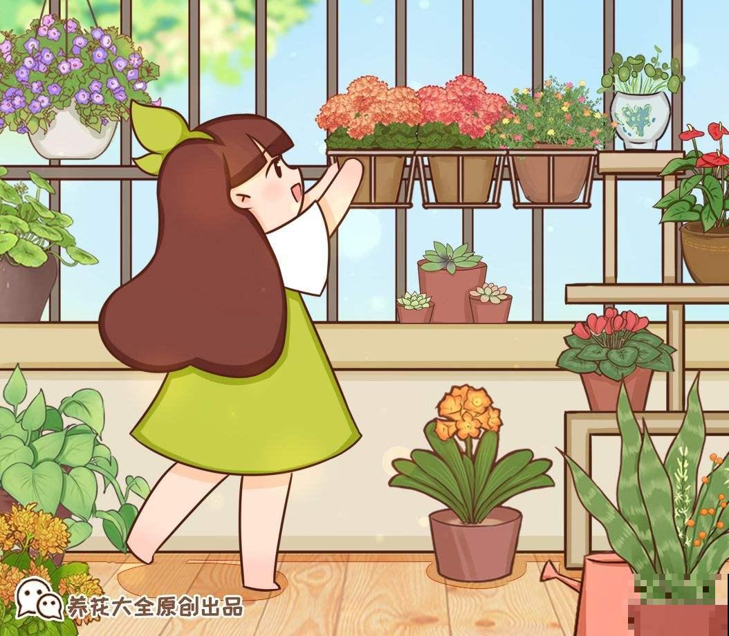3种花一直不开花，赶紧关进“小黑屋”，光照时间越短开花越早