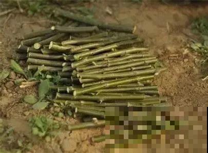 5种自制的生根水，杀菌消毒泡一泡就完事，夏天也能放心扦插！