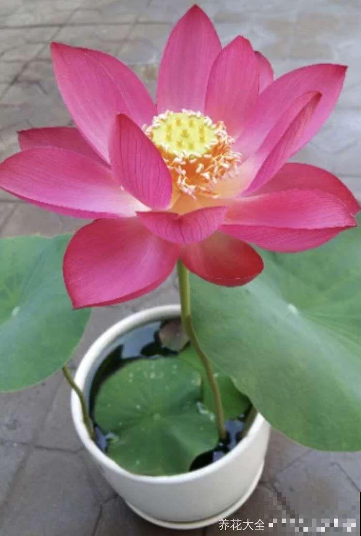 夏天养这15种花，越晒越爆盆，阳台瞬间热闹起来！