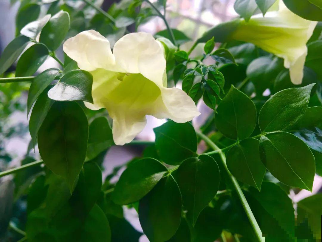 养了这么多年的花第一次开，满屋子都是香味，好运气都来了！