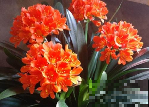 她家君子兰怎么堆满阳台？原来是用结出的果子种的，邻居羡慕死了