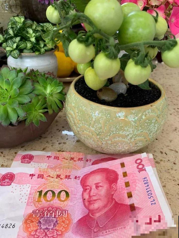你羡慕的大片花园生活，只要努力，终归会有！