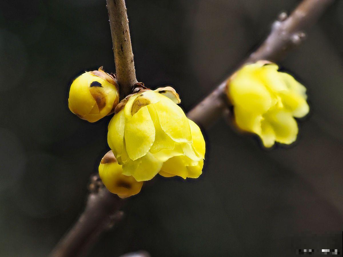 进口腊梅鲜花怎么养