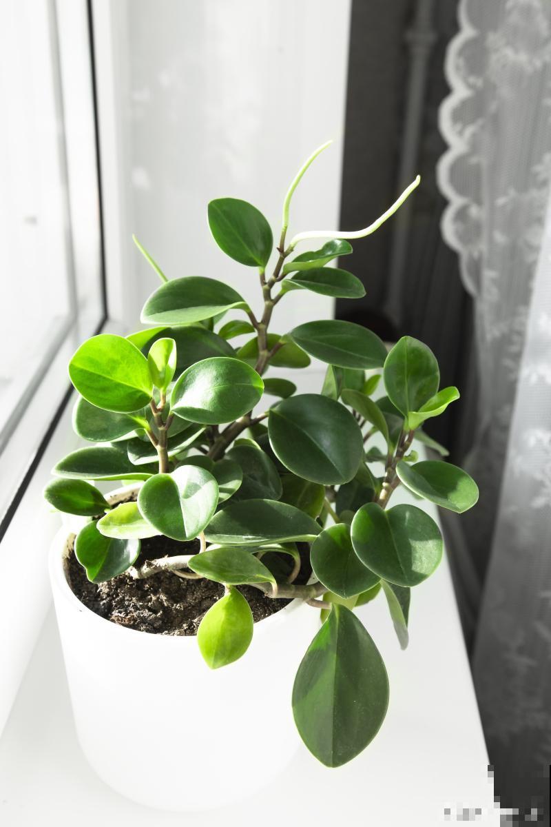 玻璃翠什么时候开花