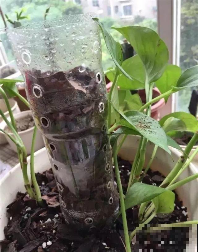 啤酒能不能浇花？这个还真不好说，要看怎么浇水！