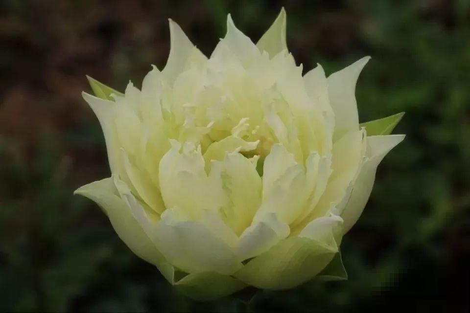 月季绣球看够了？夏天就要来盆碗莲，花美还好养！