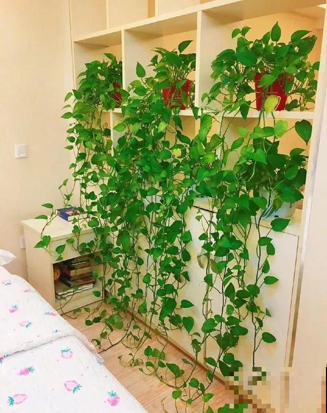 啤酒能不能浇花？这个还真不好说，要看怎么浇水！