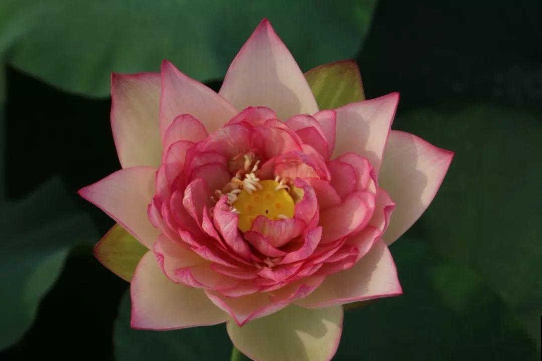月季绣球看够了？夏天就要来盆碗莲，花美还好养！