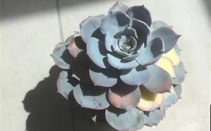 养了两个月的花，竟发现是假的？这些套路还真得摸清楚！
