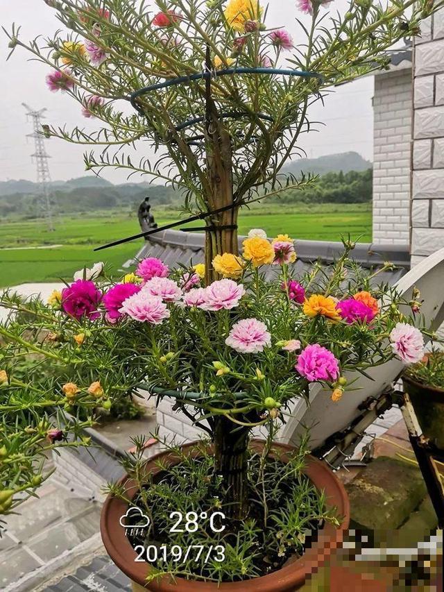 热不死的花，绑在木棍上养10天，开成一座大花塔！