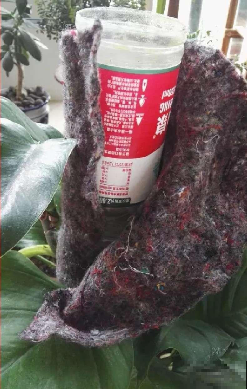 在养花人眼里，塑料瓶可是好宝贝，摇身一变成绿萝柱！