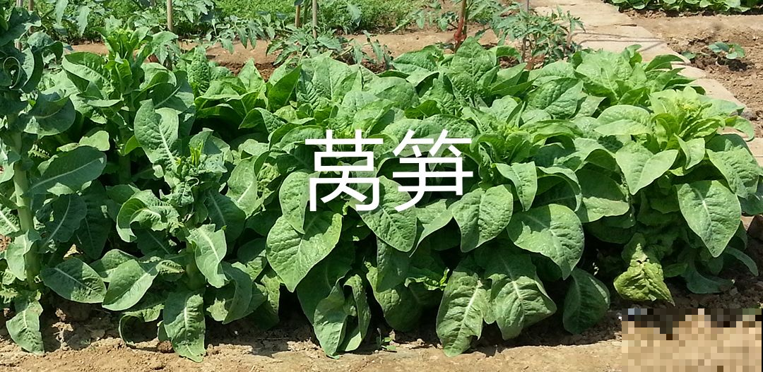 要想瘦试试种种花，阳台种点它，清肠又排毒！