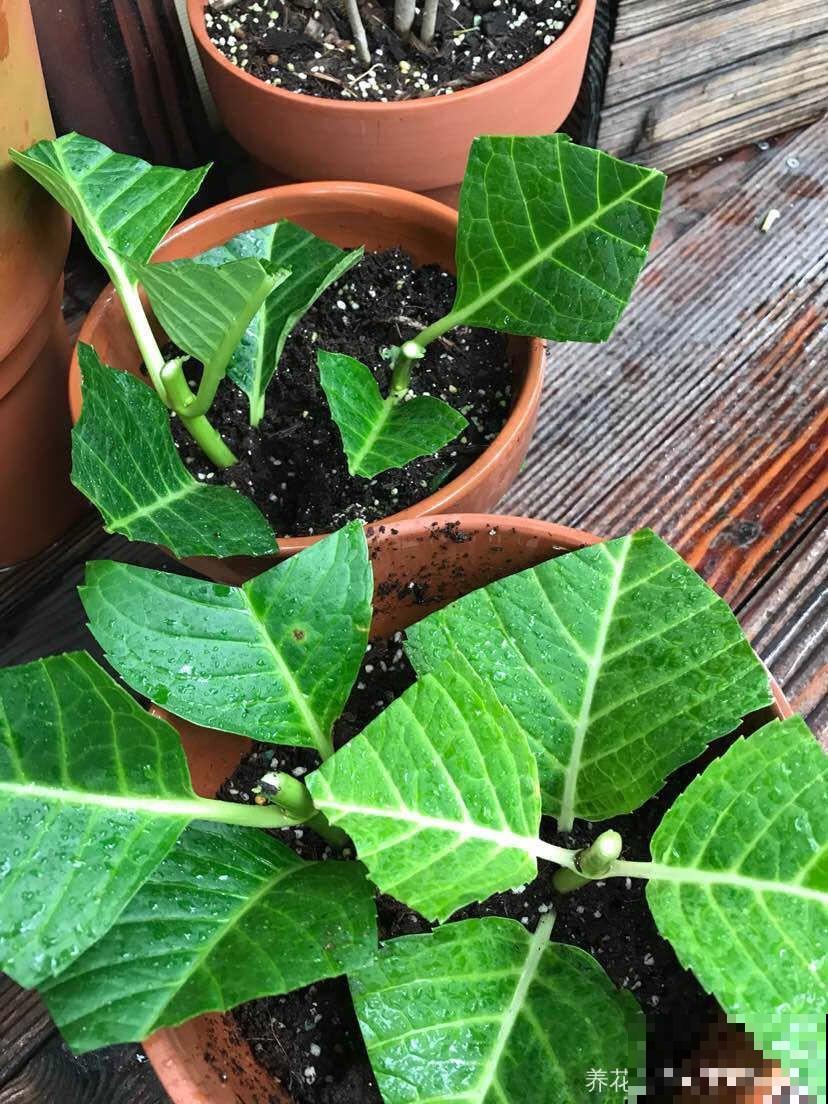 8种夏天扦插花，现在掐枝，下个月有花赏！