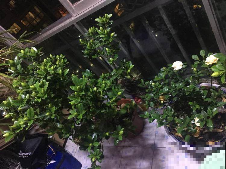 养花就得用些奇葩招，他每天给花灌酒、扎针，结果盆盆爆小崽！