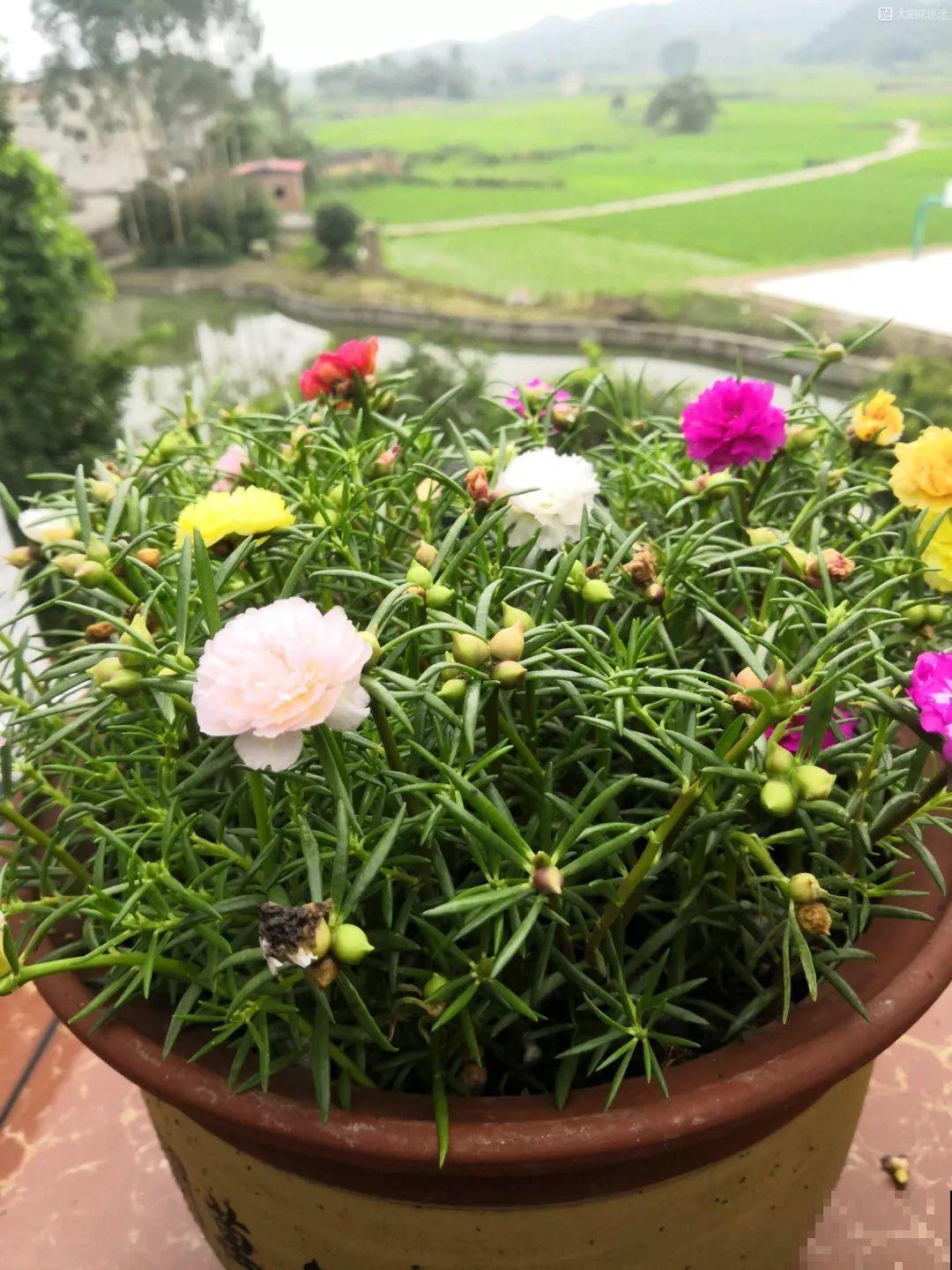8种夏天扦插花，现在掐枝，下个月有花赏！