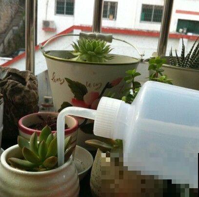 养多肉别用这种土，小心3天叶子掉光，7天只剩空盆！