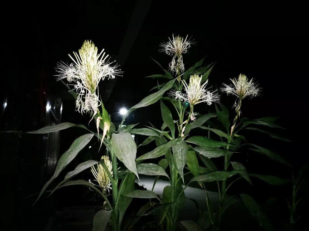 养了这么多年的花第一次开，满屋子都是香味，好运气都来了！