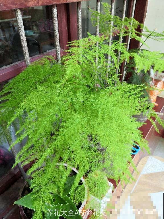 这4种花，想要度夏就得剪，新枝猛蹿，呼呼长成小瀑布！