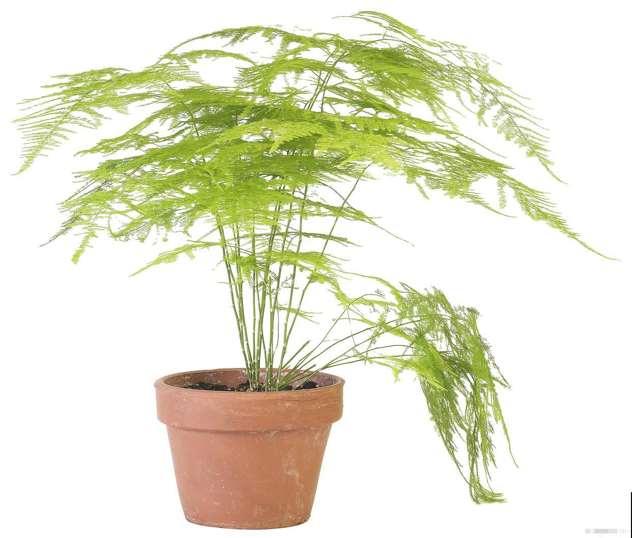 文竹为什么会开花