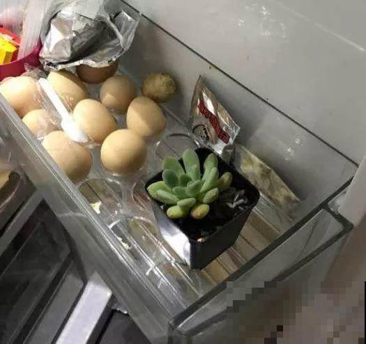 把多肉当腊肉挂起来，变成1米老桩，再热都不怕！