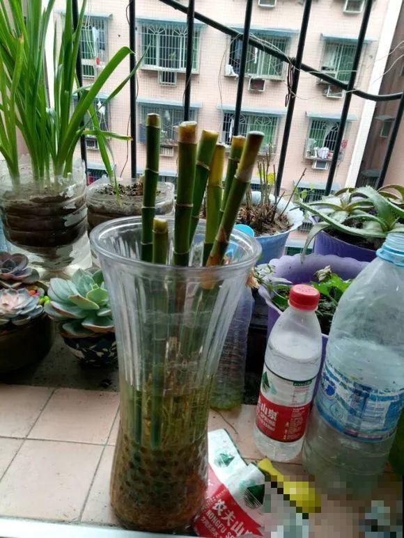 水培富贵竹加啥好？现场对比实验，太真实了！