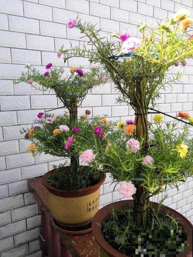 热不死的花，绑在木棍上养10天，开成一座大花塔！