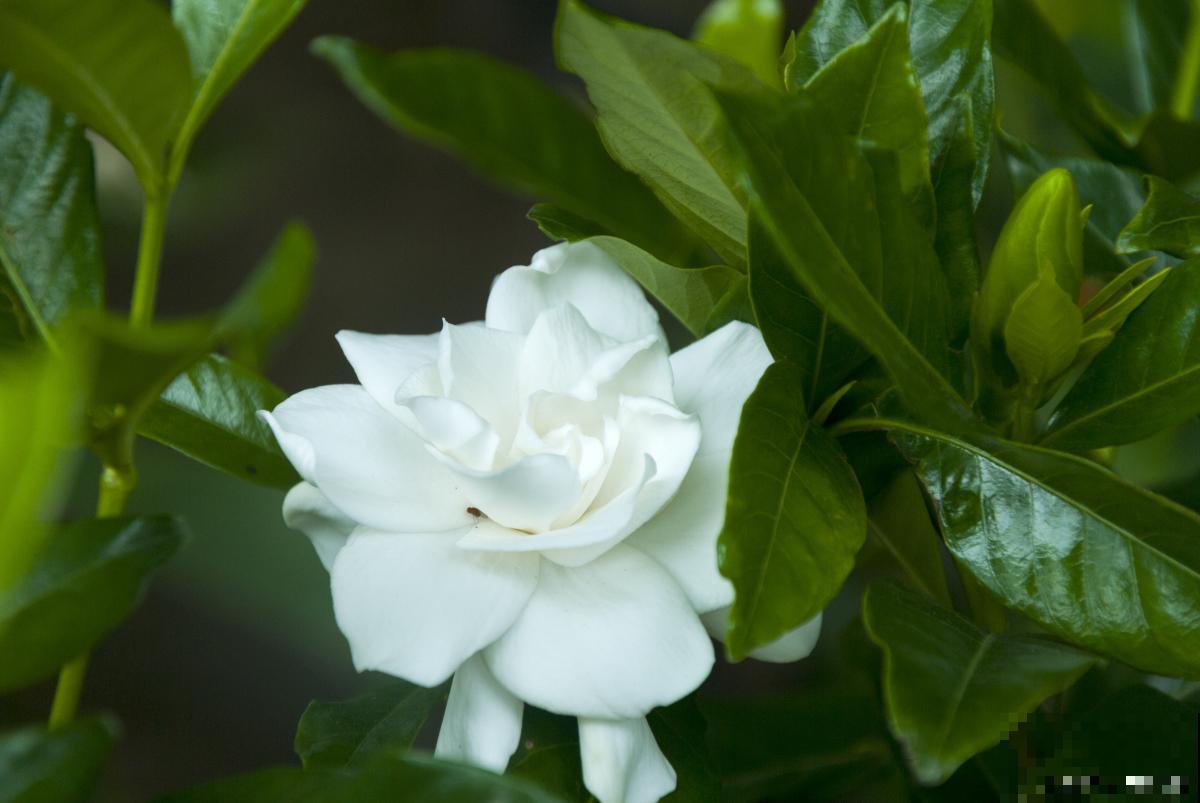 盆栽栀子花怎么养才能开花