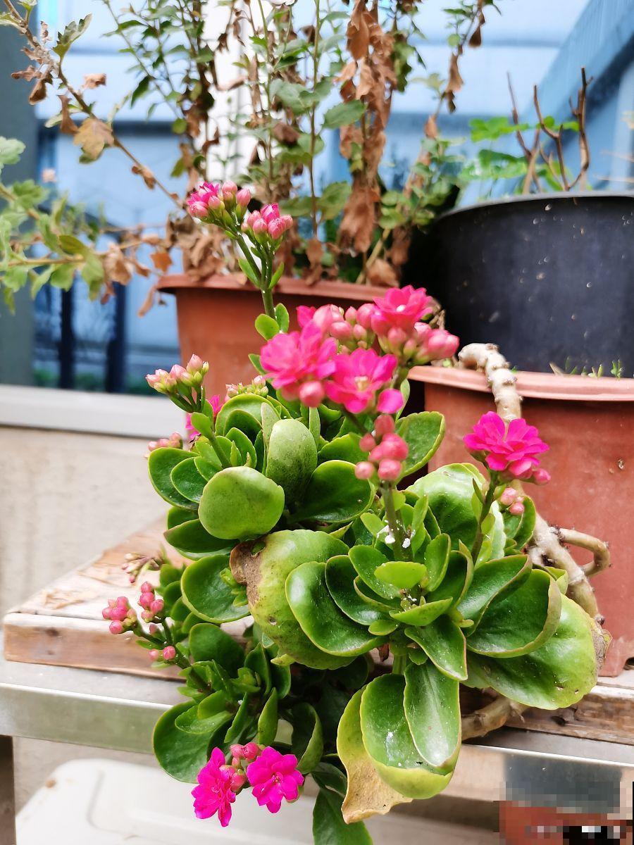 长寿花春季怎怎么养